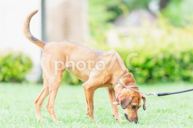 晴れた日に公園を散歩する犬 犬,ペット,動物の写真素材