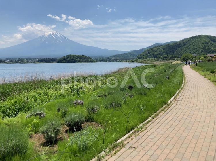 どこまでも伸びる緑と道と富士山 山,湖,空の写真素材