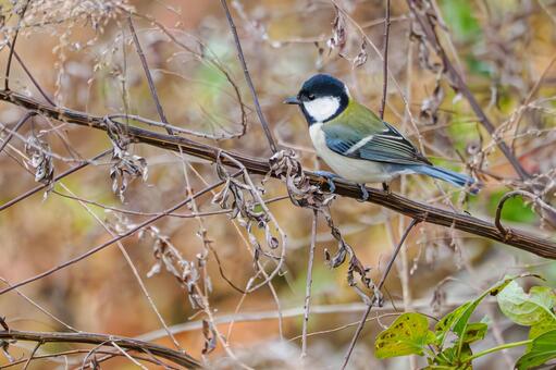 シジュウカラ(151) 野鳥,鳥,シジュウカラの写真素材