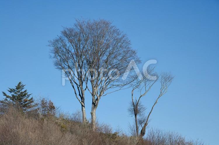 お山の木　横 木,青空,裸木の写真素材