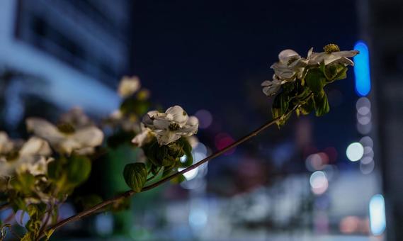 深夜の花水木 ハナミズキ,玉ボケ,深夜の写真素材