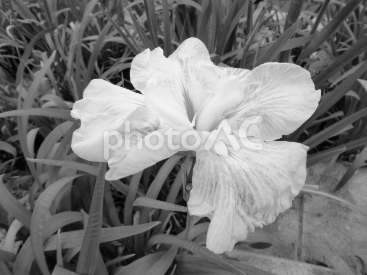 モノクロ写真の６月の花菖蒲の花 ハナショウブ,ハナアヤメ,花の写真素材