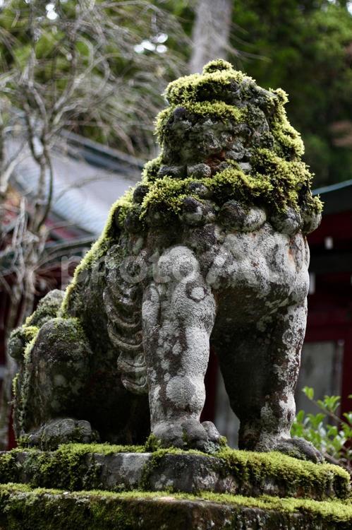 苔まみれの狛犬 苔,狛犬,神社の写真素材