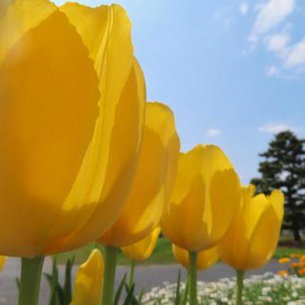 Tulips, JPG Tulips, JPG