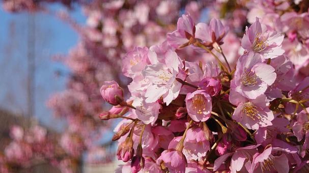 桜 桜 西郷川河口公園,桜,枝の写真素材