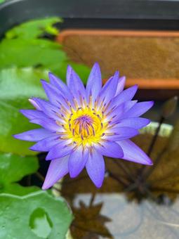 Water Lily, JPG