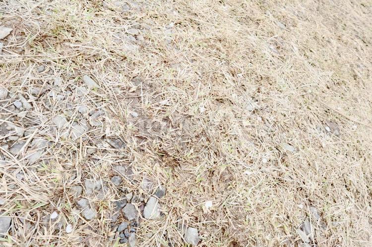 地面の枯れ草テクスチャ 枯れ草,テクスチャ,地面の写真素材