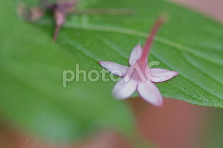 落花 花,はな,ハナの写真素材
