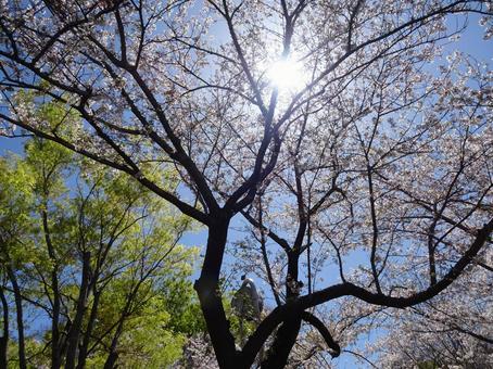 Photo, april, cherry blossoms, petal, 