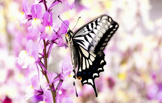 Namiageha, background, namiageha, butterfly, JPG