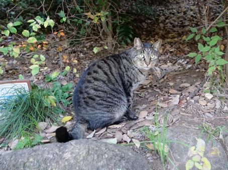 洗足池　見つめる猫 野良猫,地域猫,猫の写真素材