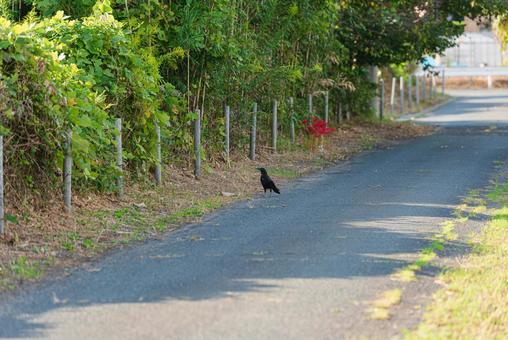 竹藪をじーっと覗き込むカラス 竹藪をじーっと覗き込むカラス カラス,野鳥,鳥の写真素材