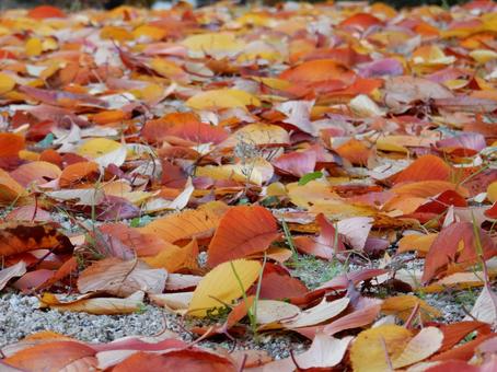 【風景写真】落ち葉の絨毯 落ち葉,葉っぱ,晩秋の写真素材
