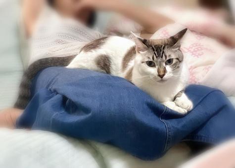 人の膝に乗っかるシャム系猫さん 人の膝に乗っかるシャム系猫さんの写真