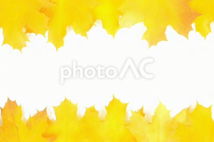 イエローの紅葉フレーム 紅葉,モミジ,もみじの写真素材