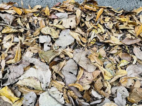 落ち葉 葉っぱ,自然,リーフの写真素材