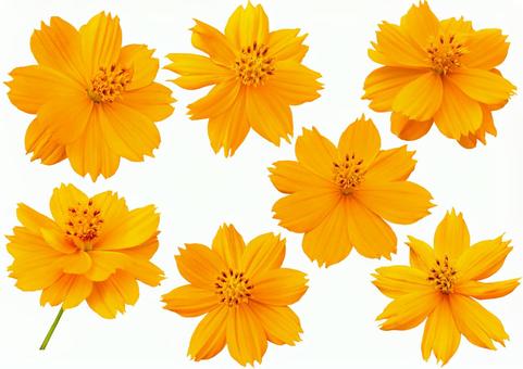 キバナコスモス PSD切抜き2 コスモス,黄花コスモス,秋桜の写真素材