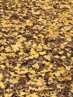 イチョウの木の下 秋,落葉,イチョウの写真素材