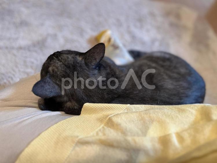 いつのまにか寄り添うニャンコ ねこ,かわいい,ペットの写真素材