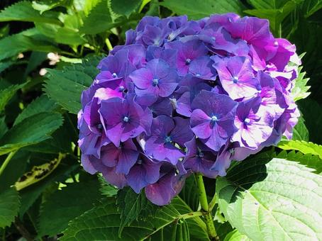 初夏の光に透ける紫色 紫陽花(アップ) 初夏の光に透ける紫色 紫陽花(アップ) アジサイ科,アジサイ属,落葉低木の写真素材