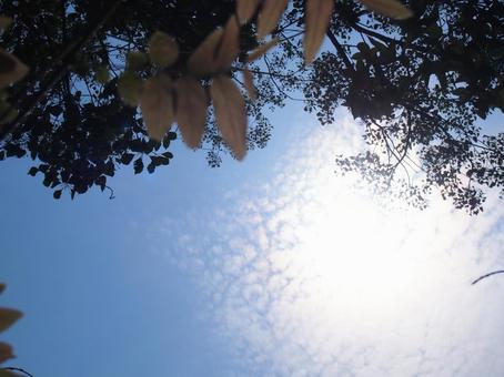太陽光 太陽光の写真