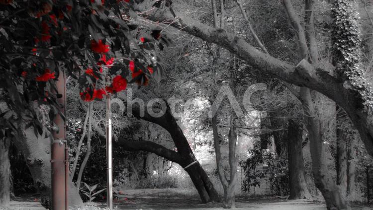 モノクロの風景と赤い花 あか,はな,グレーの写真素材
