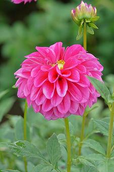 宝塚ダリア園秋ダリア26　ピンクハッピーの写真