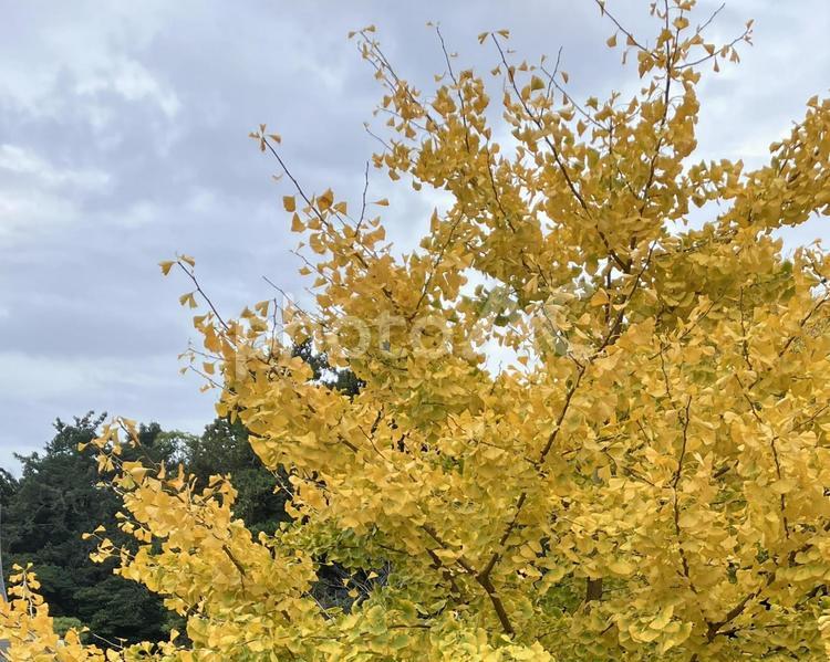 いちょう いちょう 木,自然,景色の写真素材