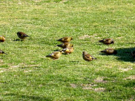 公園の芝地で採餌するカワラヒワの群れ 公園の芝地で採餌するカワラヒワの群れ カワラヒワ,鳥,野鳥の写真素材