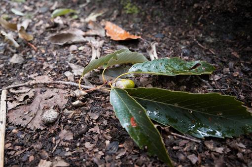木々の下、地面に落ちた葉とドングリ 木々の下、地面に落ちた葉とドングリの写真