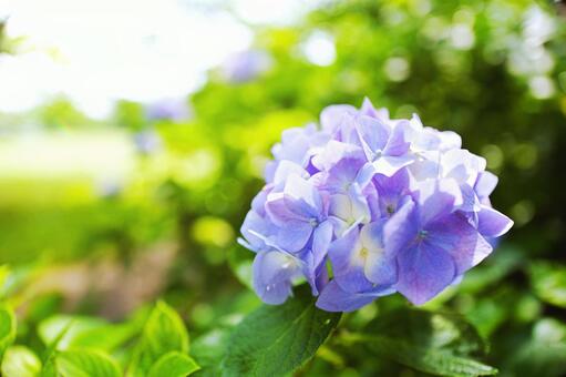 アジサイ 紫陽花 梅雨 水滴,落ち着く,雫,バックグラウンド,背景素材,壁紙,雨,しっとり,テクスチャ,湿気,憂鬱,アンニュイ,流れ落ちる,台風,湿度,ネガティブ,雨音,しとしと,雨の日,田舎の景色,通り雨,梅雨時期,ガラスの水滴 低気圧 豪雨 アジサイ 紫陽花 梅雨 水滴,落ち着く,雫,バックグラウンド,背景素材,壁紙,雨,しっとり,テクスチャ,湿気,憂鬱,アンニュイ,流れ落ちる,台風,湿度,ネガティブ,雨音,しとしと,雨の日,田舎の景色,通り雨,梅雨時期,ガラスの水滴 低気圧 豪雨の写真