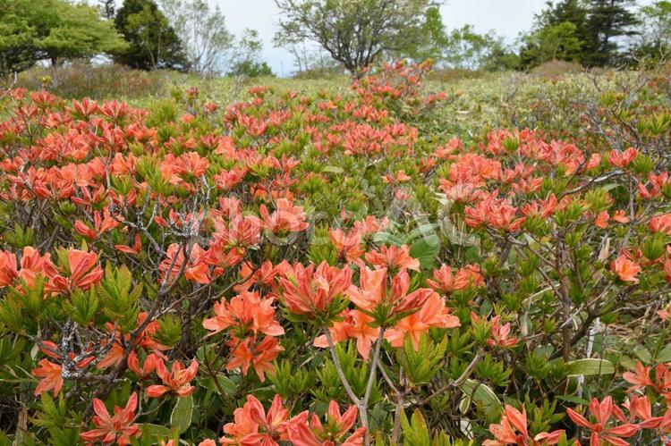 美ヶ原高原　白樺平のレンゲツツジ きれい,フィールド,屋外での写真素材