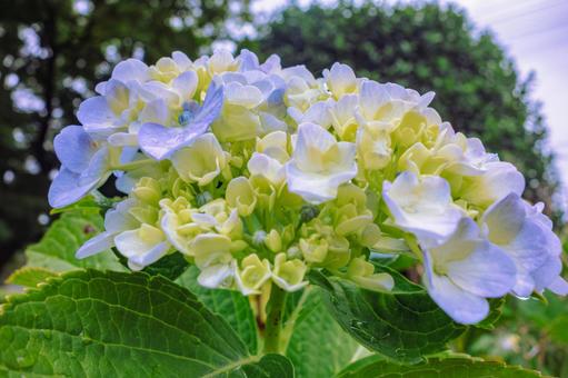 華麗なアジサイの花12 華麗なアジサイの花12の写真
