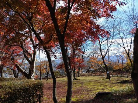 紅葉 自然,もみじ,紅葉狩りの写真素材