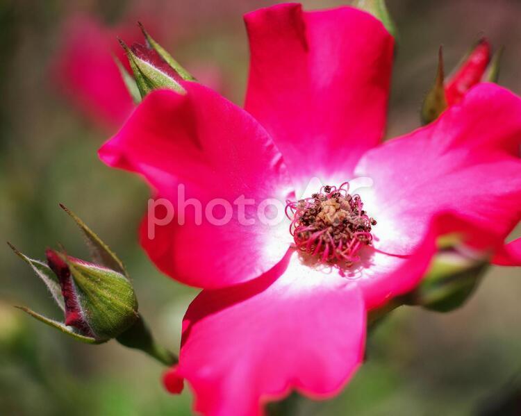 ローズガーデンちっぷべつのお花畑 ローズガーデン,秩父別,丘の写真素材