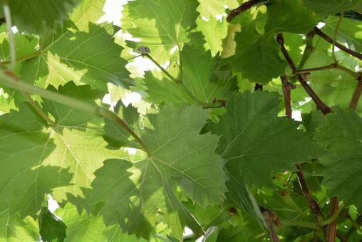Grape leaves, JPG Grape leaves, JPG