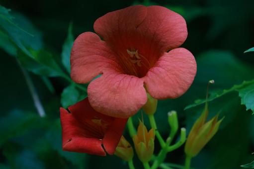 ノウゼンカズラ ノウゼンカズラ,花,花びらの写真素材