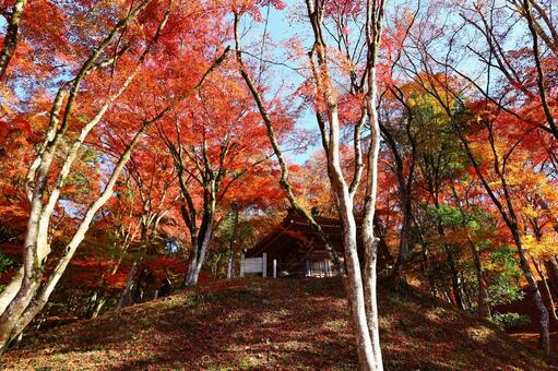 紅葉に囲まれた太子堂の秋景色（香嵐渓） 香嵐渓,紅葉,太子堂の写真素材