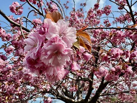 八重桜 春,桜,八重桜の写真素材