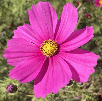 コスモスの花 屋外,晴れ,きれいの写真素材