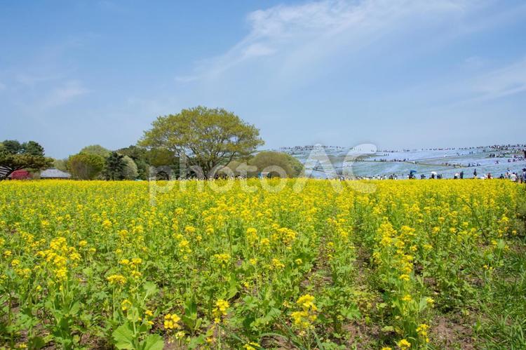 ひたち海浜公園の菜の花畑 菜の花,アブラナ,春素材の写真素材