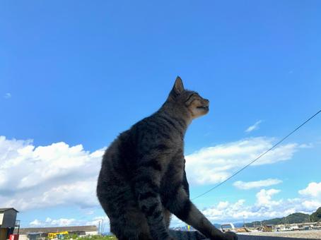 青空とネコ 青空とネコの写真