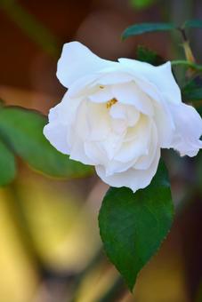 薔薇の花 バラ,ローズ,薔薇の写真素材