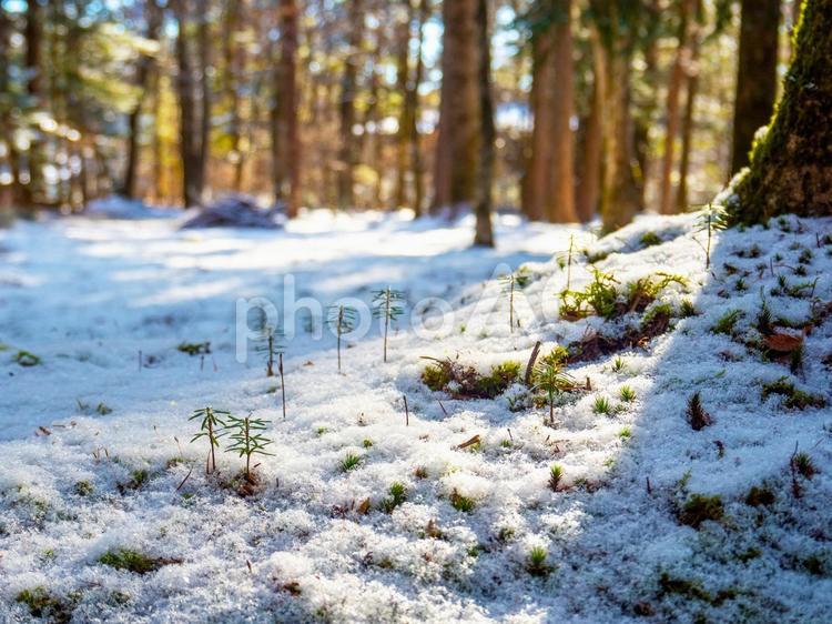 雪の森の小さな世界 冬,雪,雪景色の写真素材