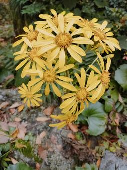 ツワブキ　満開 ツワブキ,自然,満開の写真素材