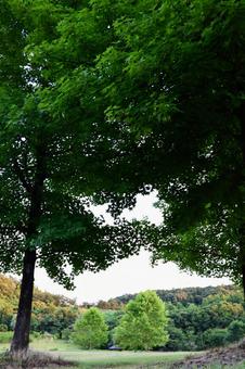 緑のフレーム:夏の森の風景 緑のフレーム:夏の森の風景 木,緑,公園の写真素材