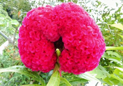 【花の写真】赤いケイトウの花 【花の写真】赤いケイトウの花の写真