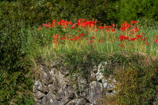 熊本-【番所の棚田の彼岸花】の写真