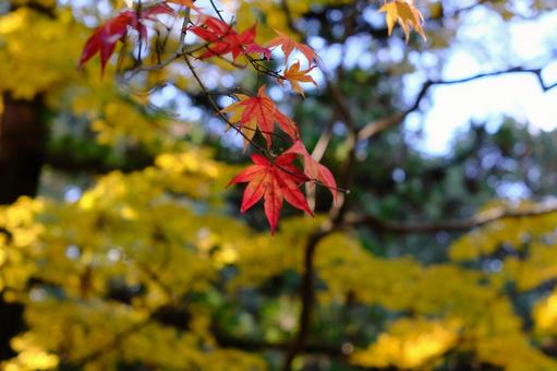 紅葉 紅葉の写真