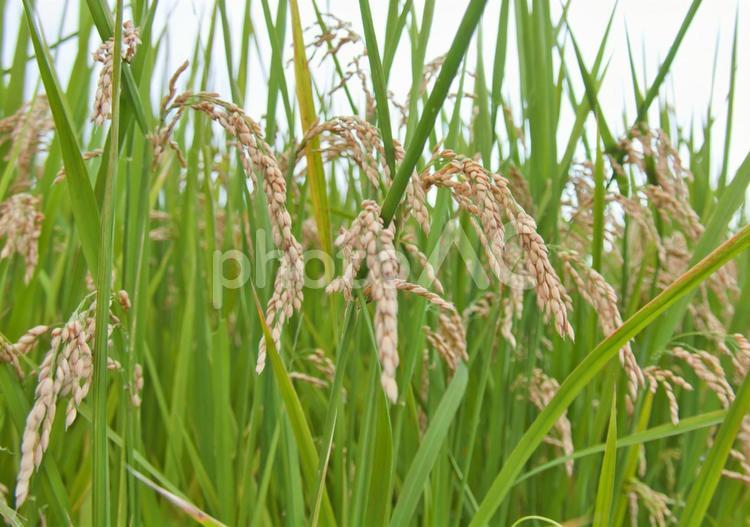 垂れ下がった稲穂 米,稲,稲穂の写真素材